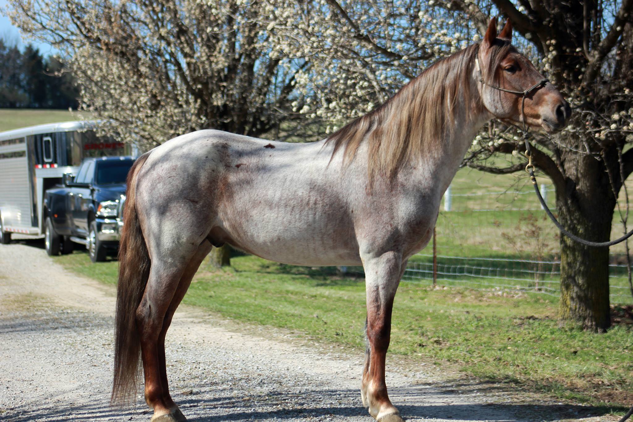 Rocky Mountain Horse Association Online Database